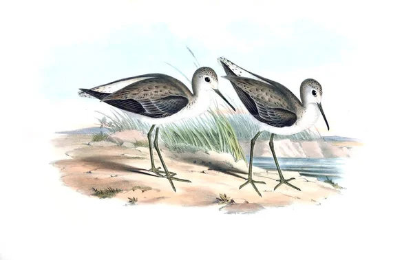 Illustration Bird Birds Australia Supplement 1848 — Stock Photo, Image