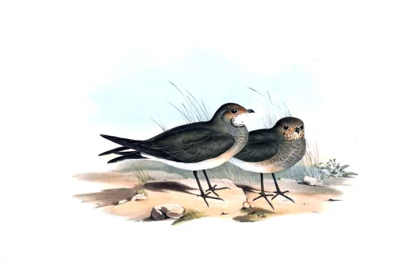 Illustration Bird Birds Australia Supplement 1848 — Stock Photo, Image