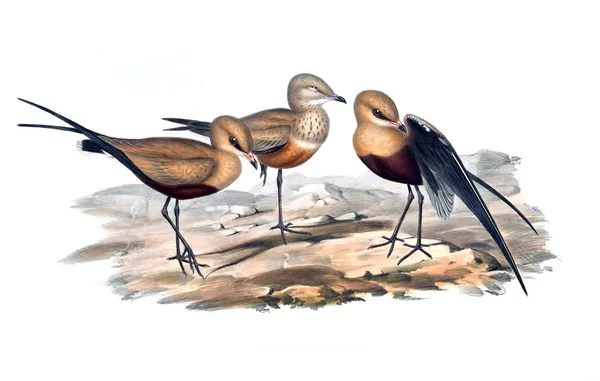 Ilustracja Ptaka Ptaki Australii Uzupełnienie 1848 — Zdjęcie stockowe