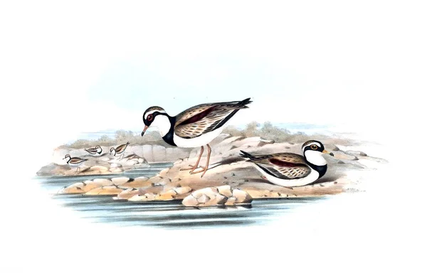 Illustratie Van Vogels Vogels Van Australië Aanvullen 1848 — Stockfoto