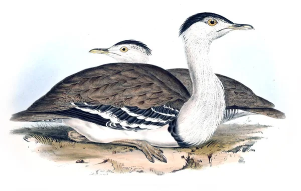 Illustratie Van Vogels Vogels Van Australië Aanvullen 1848 — Stockfoto