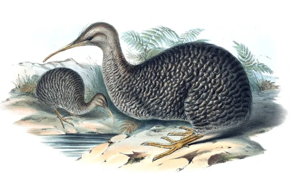 Illustratie Van Vogels Vogels Van Australië Aanvullen 1848 — Stockfoto