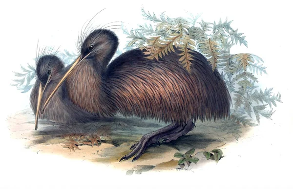 Illustration Bird Birds Australia Supplement 1848 — Stock Photo, Image