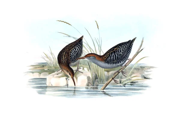 鳥のイラスト オーストラリアの鳥を補足します 1848 — ストック写真