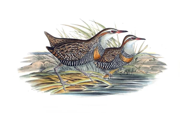 Illustratie Van Vogels Vogels Van Australië Aanvullen 1848 — Stockfoto