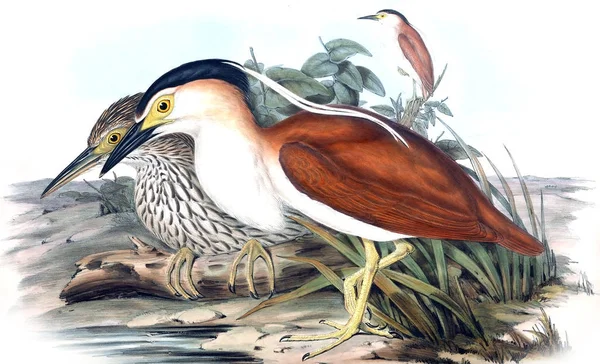 Ілюстрація Птах Птахи Австралії Добавки 1848 — стокове фото