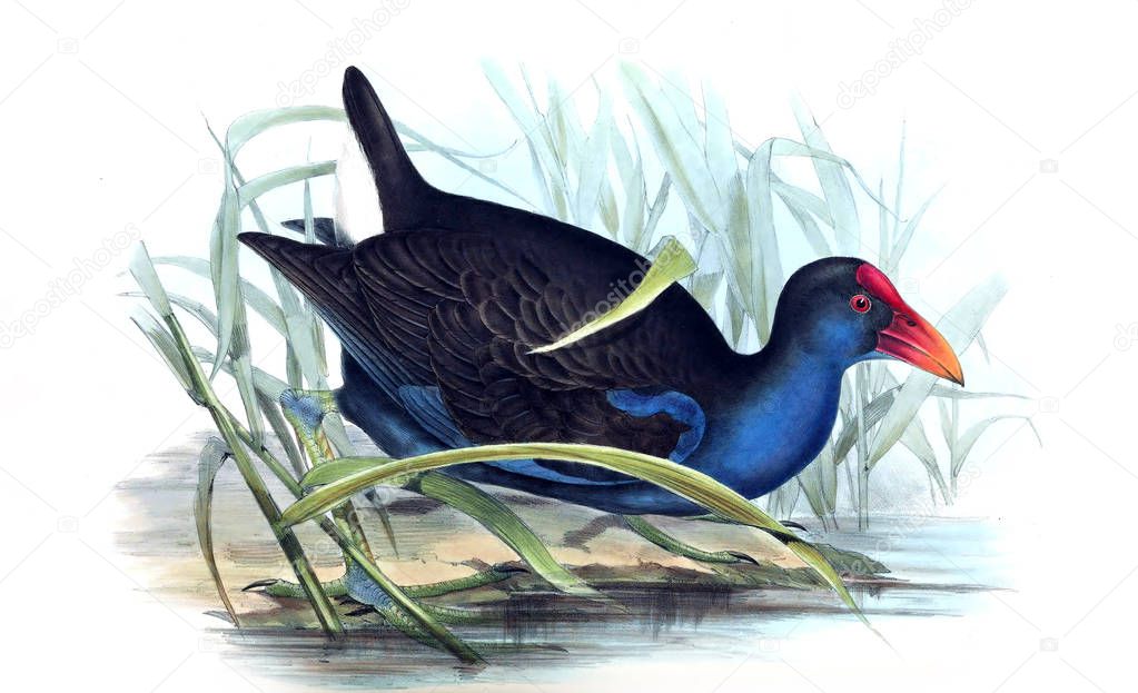 Illustration of bird. The birds of Australia, supplement. 1848 