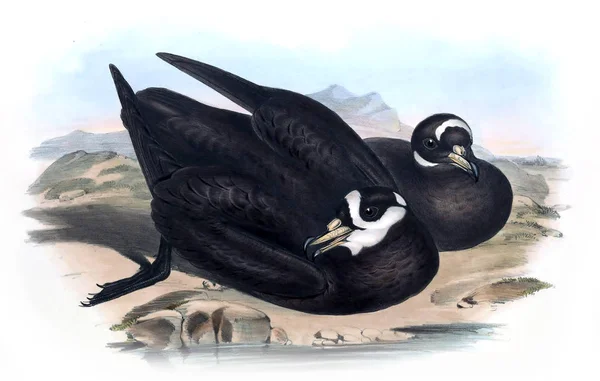 Illustratie Van Vogels Vogels Van Australië Aanvullen 1848 — Stockfoto