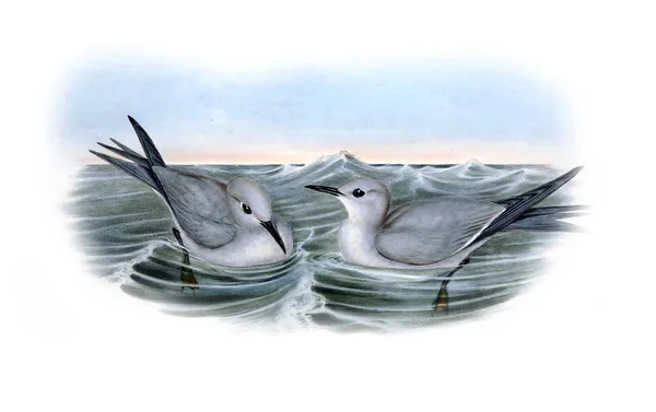 Illustration of bird. The birds of Australia, supplement. 1848