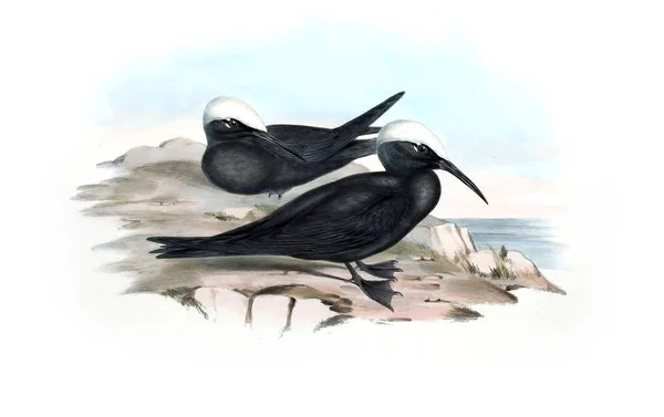 Illustratie Van Vogels Vogels Van Australië Aanvullen 1848 — Stockfoto