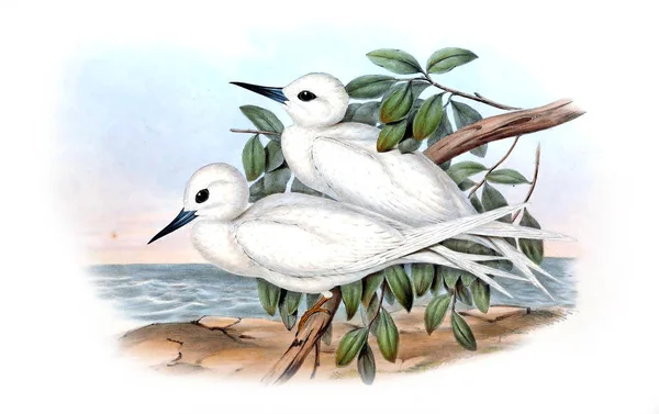 Ilustrace Ptačí Ptáci Austrálie Doplnit 1848 — Stock fotografie