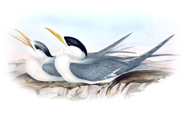 Ілюстрація Птах Птахи Австралії Добавки 1848 — стокове фото