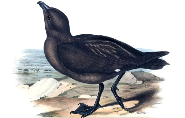 Illustration Bird Birds Australia Supplement 1848 — Stock Photo, Image