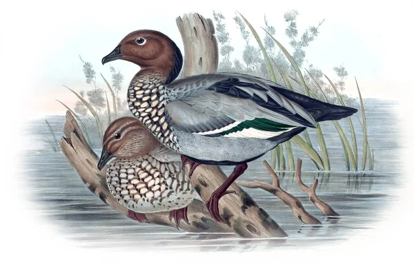 Illustration Fågel Fåglar Australien Komplettera 1848 — Stockfoto