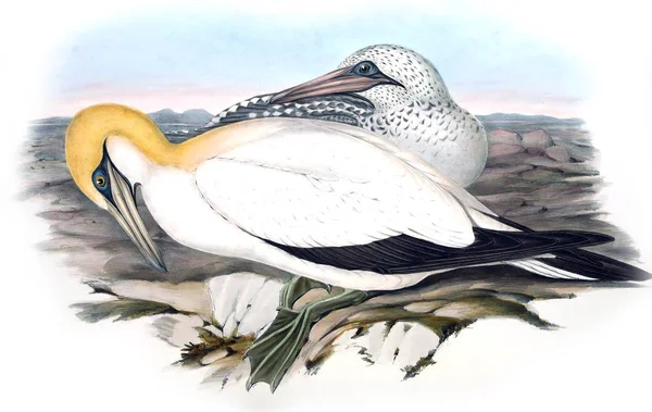 鸟的例证 澳大利亚的鸟类 1848 — 图库照片