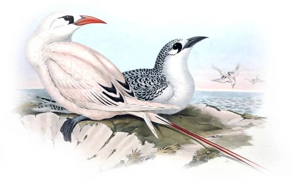 Illustration of bird. The birds of Australia, supplement. 1848