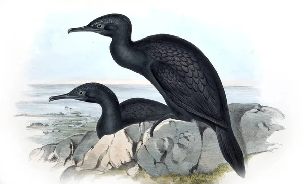 Kuş Illustration Avustralya Kuşların 1848 — Stok fotoğraf