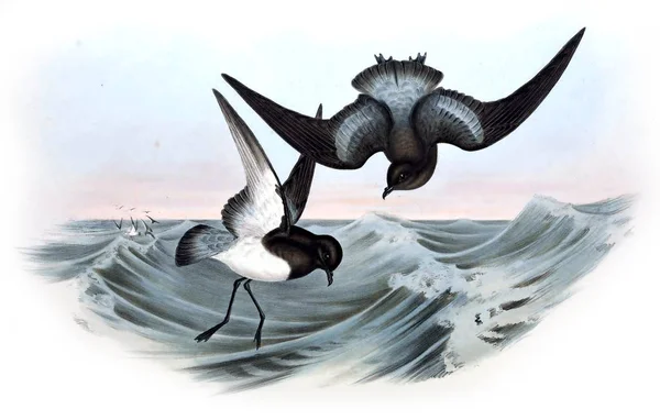 Illustration Oiseau Les Oiseaux Australie Supplément 1848 — Photo