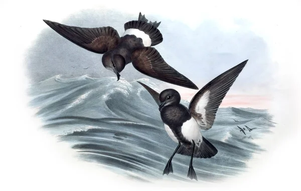 Illustration Oiseau Les Oiseaux Australie Supplément 1848 — Photo