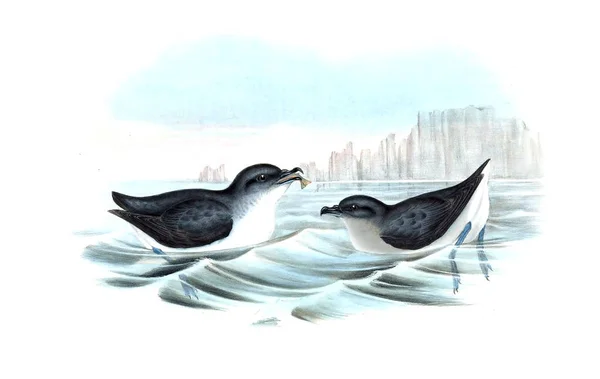 Illustration Bird Birds Australia Supplement 1848 — Stock Photo, Image