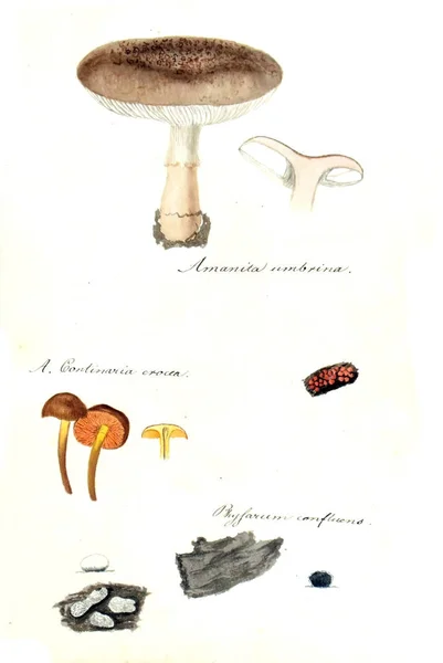 Illustration Champignons Icones Fungorum Niskiensium 1826 — Photo