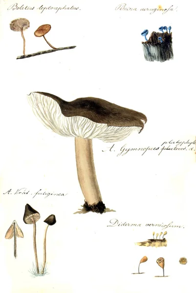 Illustration Champignons Icones Fungorum Niskiensium 1826 — Photo