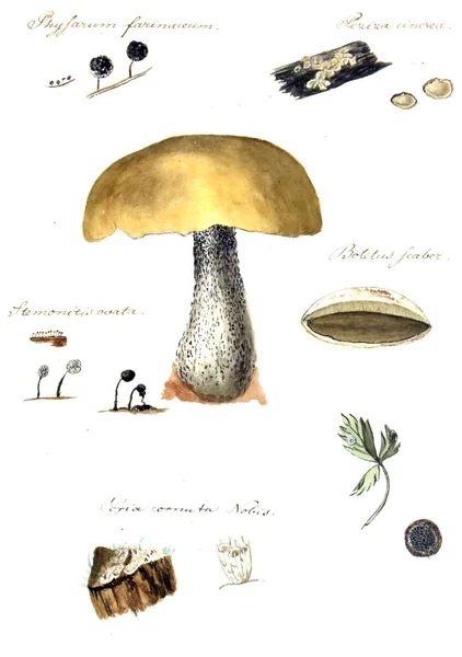 Illustrazione Dei Funghi Icone Fungorum Niskiensium 1826 — Foto Stock