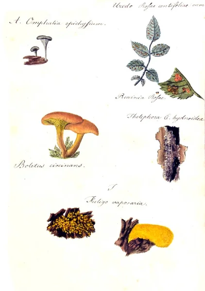 Ilustração Cogumelos Ícones Fungorum Niskiensium 1826 — Fotografia de Stock