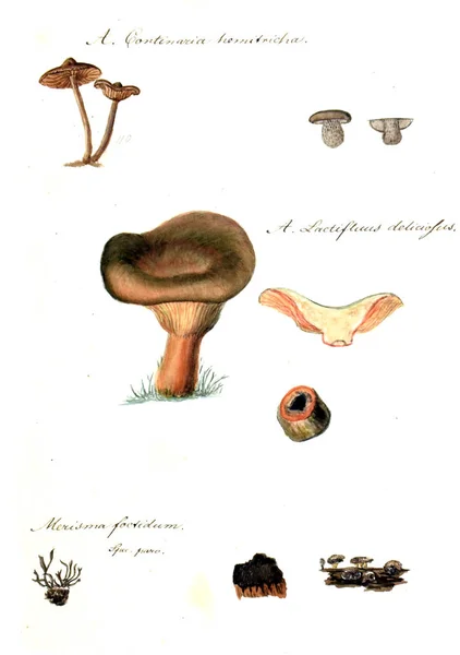 Ilustração Cogumelos Ícones Fungorum Niskiensium 1826 — Fotografia de Stock