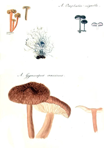 Illustration Champignons Icones Fungorum Niskiensium 1826 — Photo