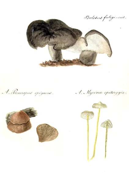 Ilustração Cogumelos Ícones Fungorum Niskiensium 1826 — Fotografia de Stock