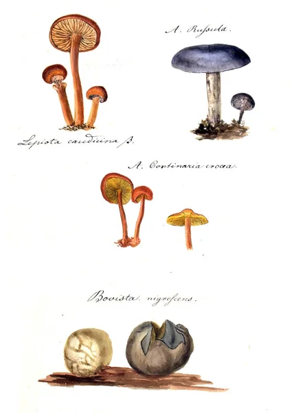 Illustrazione Dei Funghi Icone Fungorum Niskiensium 1826 — Foto Stock