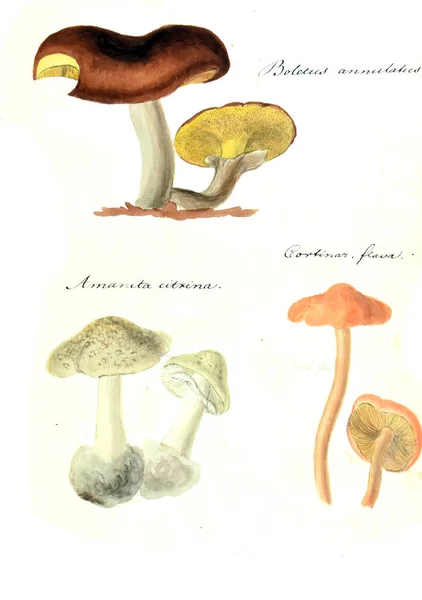 버섯의 그림입니다 Icones Fungorum Niskiensium 1826 — 스톡 사진