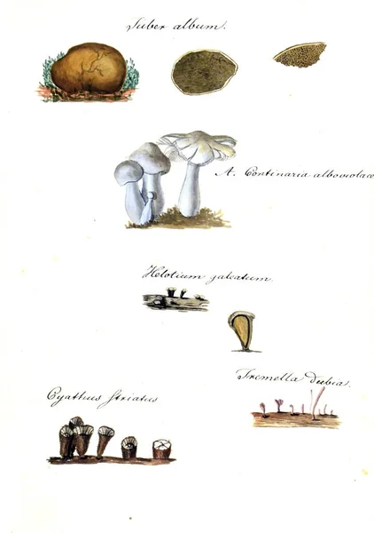 Ilustración Setas Icones Fungorum Niskiensium 1826 — Foto de Stock