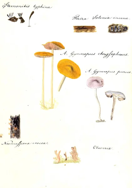 버섯의 그림입니다 Icones Fungorum Niskiensium 1826 — 스톡 사진