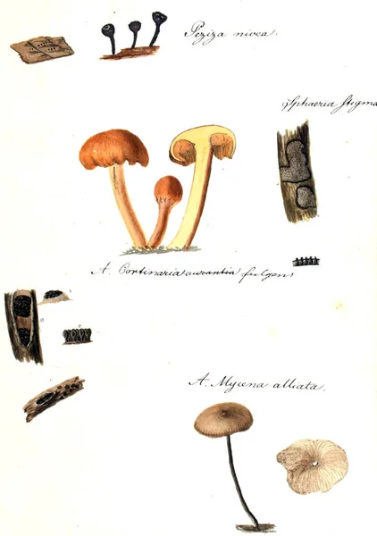 Illustration Champignons Icones Fungorum Niskiensium 1826 — Photo