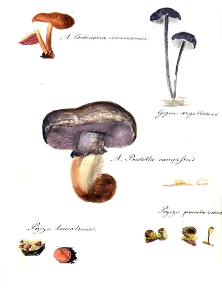 Иллюстрация Грибов Icones Fungorum Niskiensium — стоковое фото