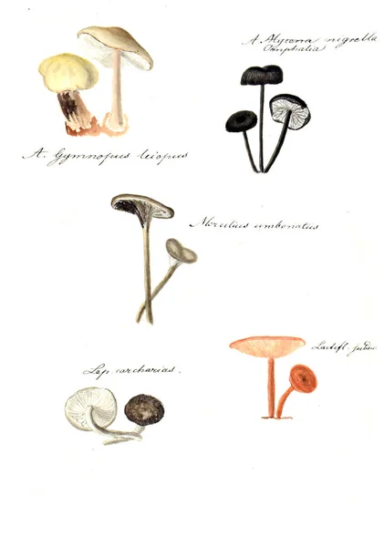 Ilustração Cogumelos Ícones Fungorum Niskiensium 1826 — Fotografia de Stock