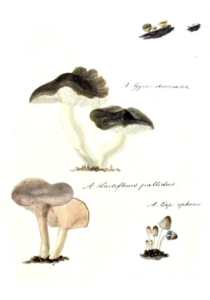 Illustrazione Dei Funghi Icone Fungorum Niskiensium 1826 — Foto Stock