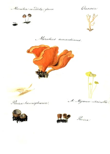 Gomba Illusztrációja Ikon Szimbolikája Fungorum Niskiensium 1826 — Stock Fotó