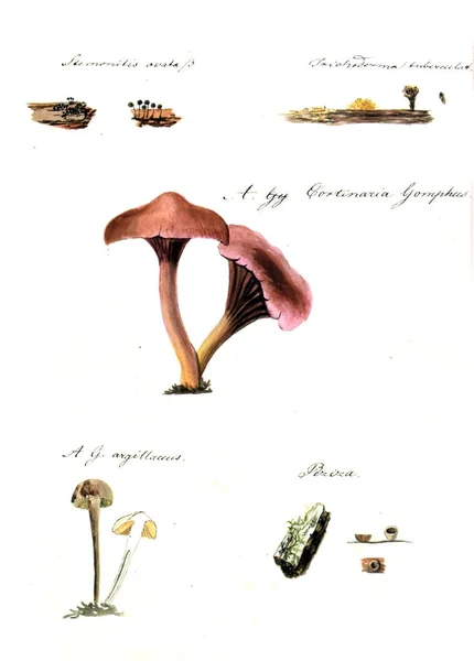 Illustrazione Dei Funghi Icone Fungorum Niskiensium 1826 — Foto Stock