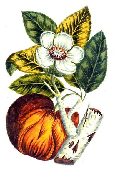 Illustrazione Botanica Decennio Alberi Curiosi Eleganti Piante 1786 — Foto Stock