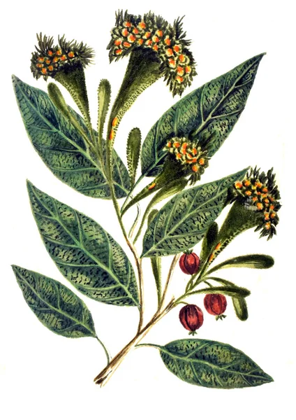 Botanikai Illusztráció Decade Alberi Curiosi Eleganti Piante 1786 Óta — Stock Fotó