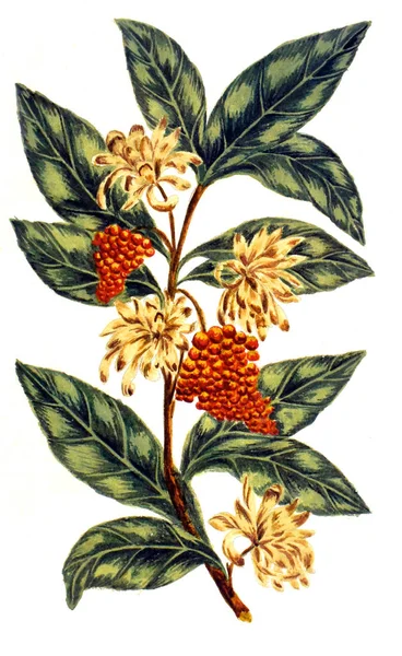 Βοτανική Απεικόνιση Decade Alberi Curiosi Eleganti Piante 1786 — Φωτογραφία Αρχείου