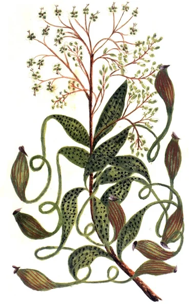 Illustration Botanique Décennie Alberi Curiosi Eleganti Piante 1786 — Photo