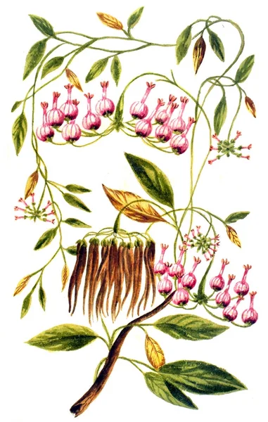 Illustration Botanique Décennie Alberi Curiosi Eleganti Piante 1786 — Photo