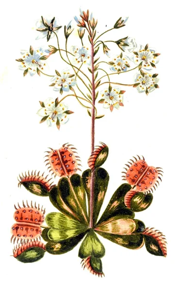 Βοτανική Απεικόνιση Decade Alberi Curiosi Eleganti Piante 1786 — Φωτογραφία Αρχείου