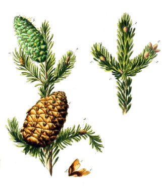 Botanik illüstrasyon. Anmerkungen von piç auf dem Thuringer-Walde bekanntesten drei Arten Nadel-holzern 1762