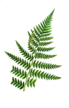 Bir fern Illustration. Eğrelti otları ve fern Müttefikler Wakefield ve onun mahalle 1862