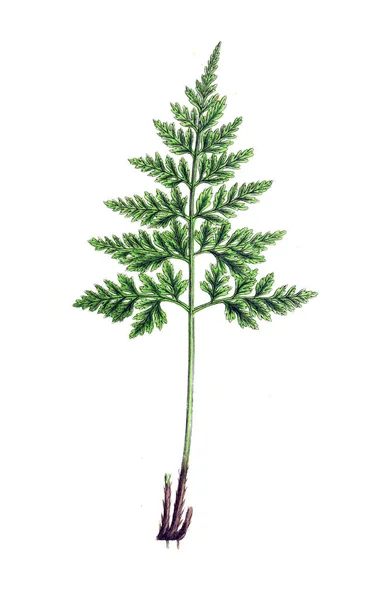 Bir Fern Illustration Eğrelti Otları Fern Müttefikler Wakefield Onun Mahalle — Stok fotoğraf